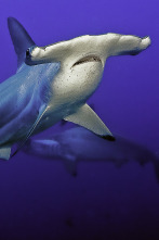 Imagen de El tiburón martillo gigante - 7