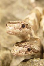 Imagen de Los animales más peculiares del mundo  - 5