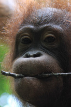 Imagen de El reino secreto de Borneo  - 10