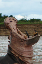 Imagen de Los depredadores más letales de África  - 7