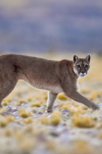 Imagen de Wild Argentina: La costa letal - 4
