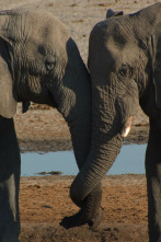 Imagen de Casi humanos: la vida de los elefantes - 4