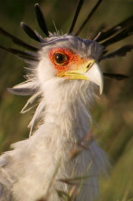 Imagen de El reino secreto de Borneo: raros y salvajes - 4