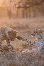 Imagen de Un hombre entre guepardos - 4