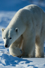 Imagen de Los más letales de Alaska  - 4
