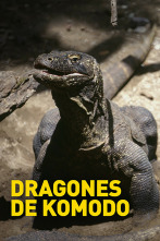 Dragones de Komodo