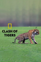 Imagen de El legado de la reina tigre - 4