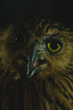Imagen de Muerte al anochecer: Stranger Things - 4