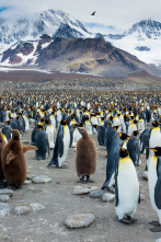 Imagen de Vida salvaje: la isla de la Resurrección - 4