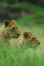 Imagen de Cazadores salvajes: Felinos - 4