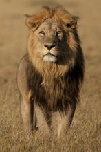 Imagen de Savage Kingdom: La caída de la reina - 4