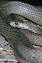 Los animales más peligrosos del planeta: súper serpientes