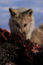 Imagen de El reino del lobo blanco: La loba reina - 4