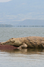 Imagen de Un vaquero australiano: Cocodrilos fuera del agua - 4