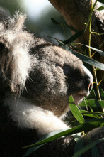 Imagen de Sky Safari: Australia - 2