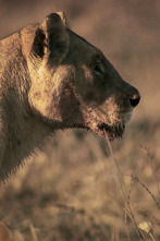 Imagen de Hermanos leones: de cachorros a reyes - 4