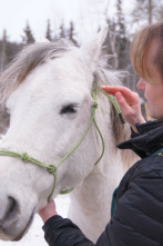 Una veterinaria...: Un bisonte muy listo