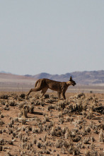 Ataques felinos  