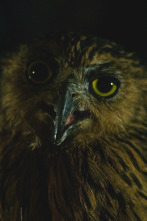 Imagen de Especial muerte al...: El regreso de los muertos vivientes - 4