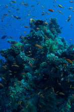 Imagen de Maravillas del océano: Islas de vida - 4