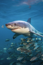 Imagen de Tiburón contra ballena - 5