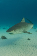 Imagen de El tiburón tigre más grande del mundo - 5