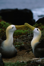 Los secretos naturales...: Galápagos