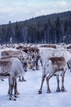 Europa: naturaleza...: Salvando a los osos europeos