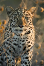 La reina de la velocidad del Serengeti