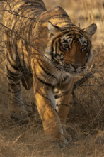 Imagen de La reina tigresa de Taru - 5