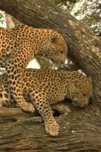 Imagen de Diario de un leopardo adolescente - 5