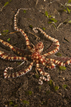 Imagen de Los secretos naturales...: Supervivientes de montaña - 3