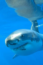 Ataques de tiburones: acceso exclusivo 