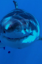 El tiburón más letal