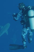 Imagen de Súper tiburón toro - 5