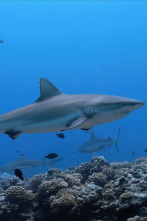 Imagen de Los tiburones de Hawái - 7