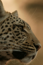 El ojo de leopardo
