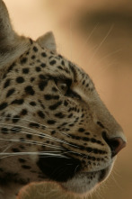 Imagen de El ojo de leopardo - 5