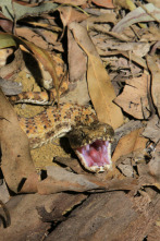 Imagen de Serpientes al acecho - 5
