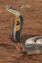 Ataques de serpiente