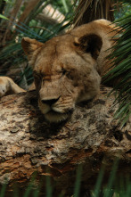 Malika: la reina leona: Vigilando la manada
