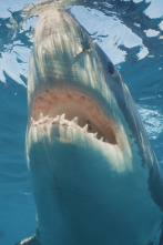 Imagen de Tiburón toro invasor - 4