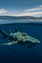 Tiburones desde el aire