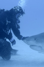 Ataques de tiburones: acceso exclusivo - Pelea por la comida