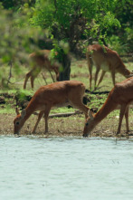 Imagen de Lago Tanganica: el corazón de Africa - 5