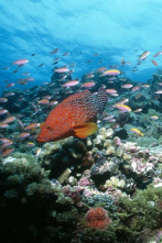 Imagen de Paraísos terrenales: Wild Costa Rica - 2