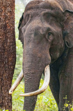 Imagen de Los secretos de los elefantes: Asia - 4