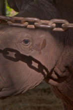 Imagen de Secretos del Zoo: estrellas de Disney  - 2