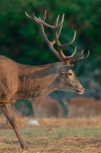 Imagen de Los bosques de Iberia  - 4
