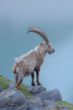 Imagen de El patrimonio natural...: Los orígenes - 3